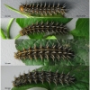 arg niobe larva6 volg1